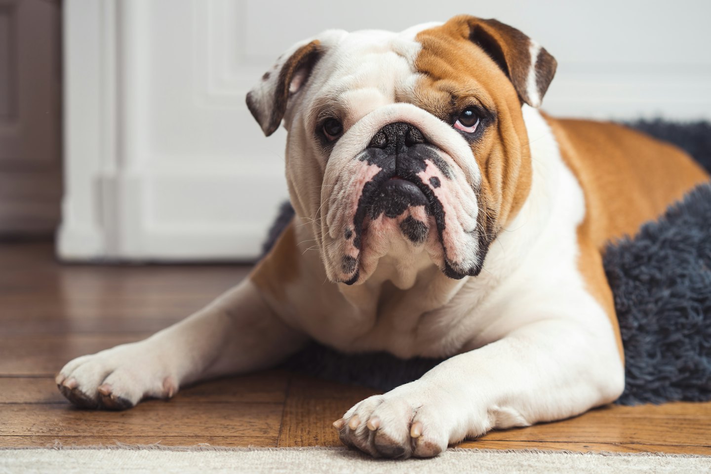 Un bulldog inglese che riposa su un soffice letto grigio.