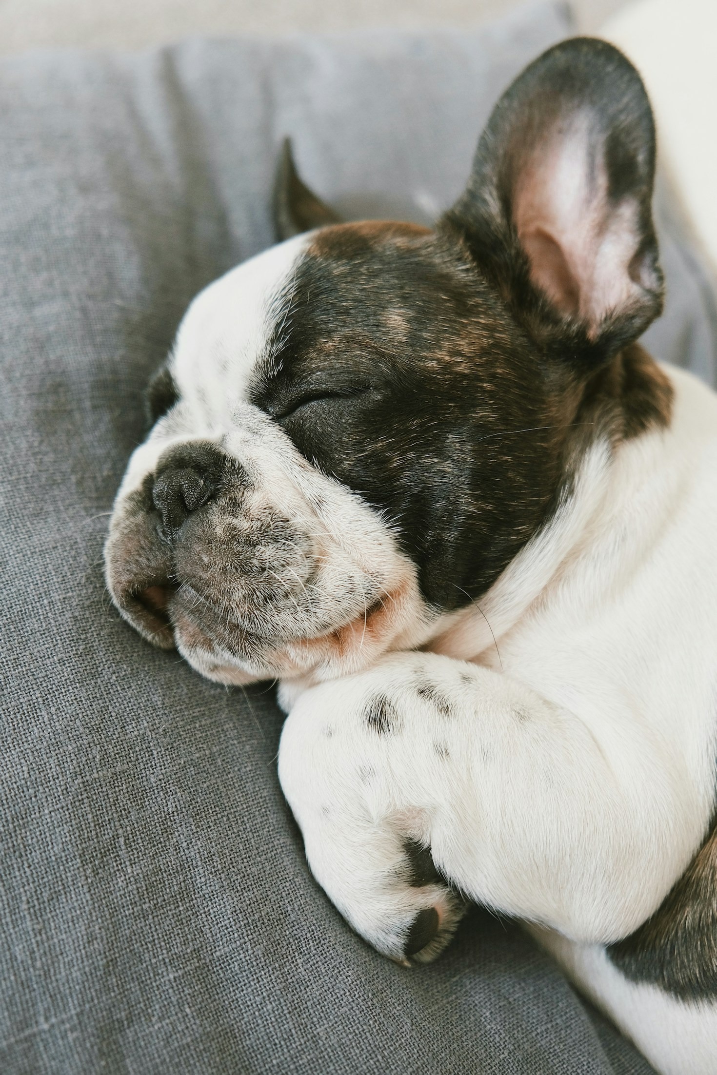 Guida pratica per comprendere gli sguardi drammatici del cane