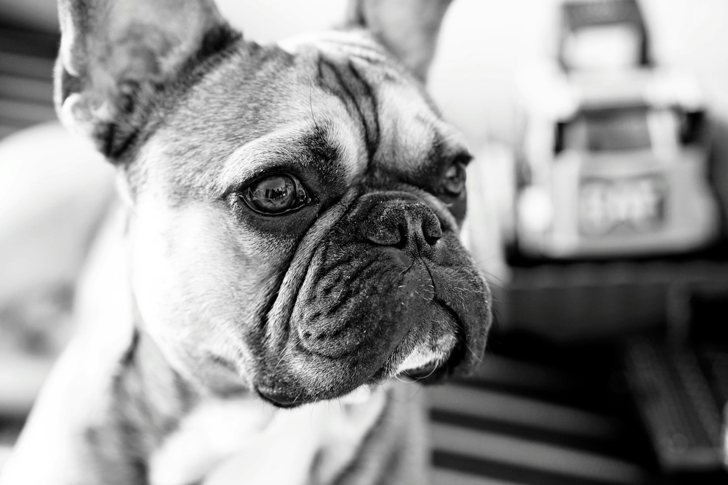 I giochi preferiti dei bulldog: pigrizia contro divertimento